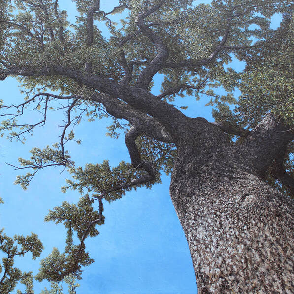 View looking up at the brain tree outside the art studio at Marin Catholic High School