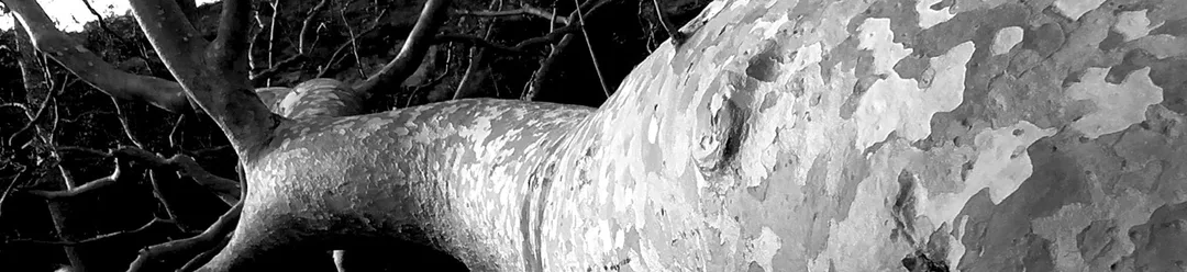 Fallen Tree Exhibitions